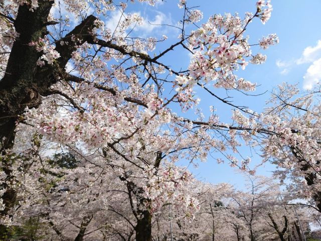 大和市　桜