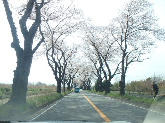 海軍道路　櫻