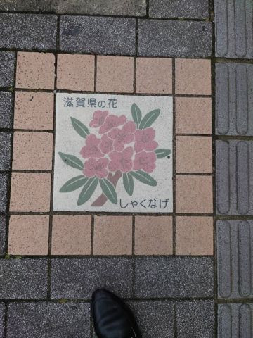 滋賀県　花